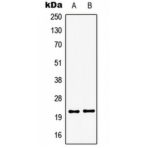 GSC2 Rabbit Polyclonal Antibody