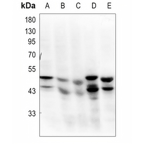 GSK3 alpha/beta Rabbit Polyclonal Antibody