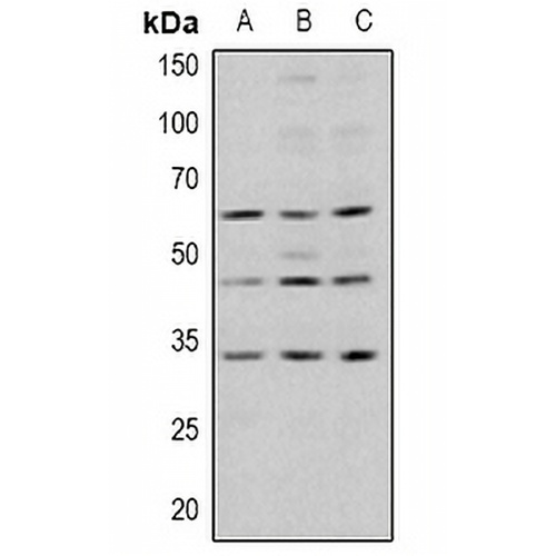 GSK3 beta (Phospho-S9) Rabbit Polyclonal Antibody
