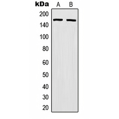 MSH6 Rabbit Polyclonal Antibody