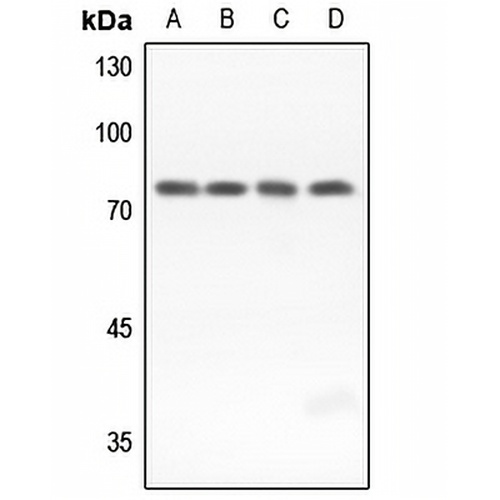 GUCY1B3 Rabbit Polyclonal Antibody