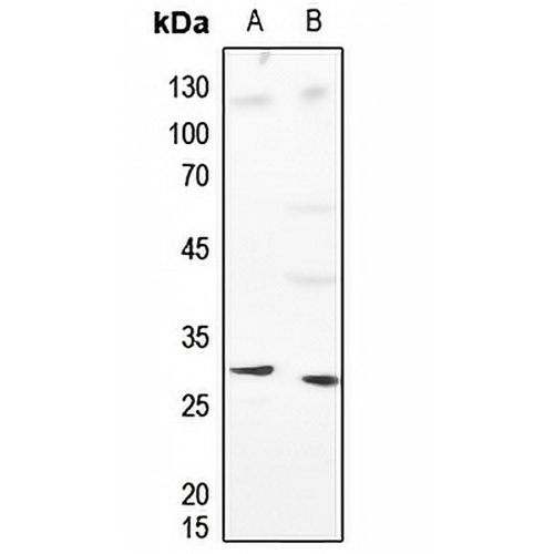 Histone H1 Rabbit Polyclonal Antibody