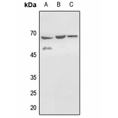 Histone Deacetylase 1 (Phospho-S421) Rabbit Polyclonal Antibody