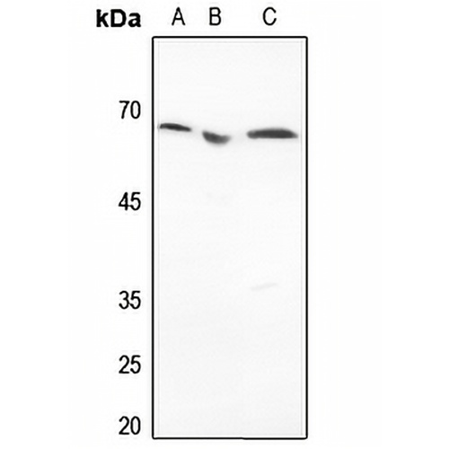 Histone Deacetylase 1 Rabbit Polyclonal Antibody
