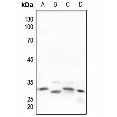 Neuregulin SMDF Rabbit Polyclonal Antibody