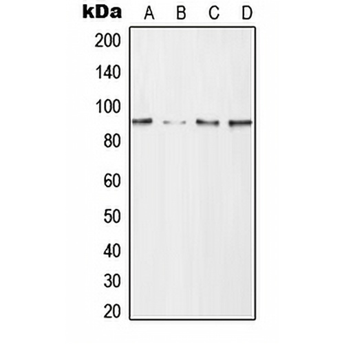 CD168 Rabbit Polyclonal Antibody