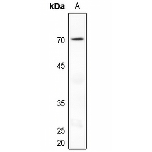 NUR77 Rabbit Polyclonal Antibody
