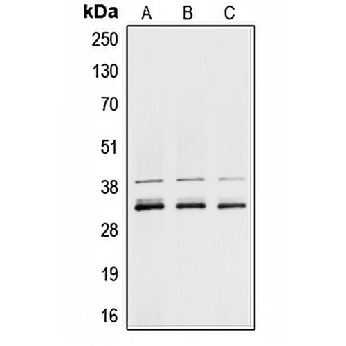 hnRNP A1 Rabbit Polyclonal Antibody