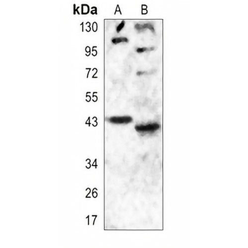 Histamine H2 Receptor Rabbit Polyclonal Antibody