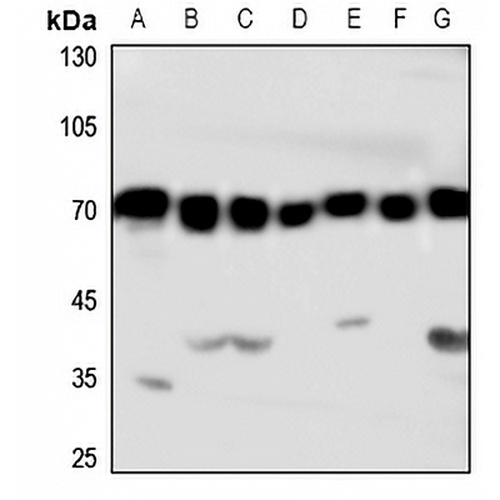HSC70 Rabbit Polyclonal Antibody