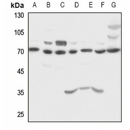 HSC70 Rabbit Polyclonal Antibody