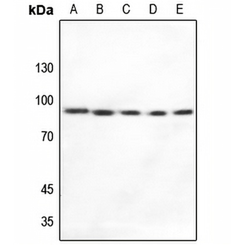 HSP90 alpha Rabbit Polyclonal Antibody