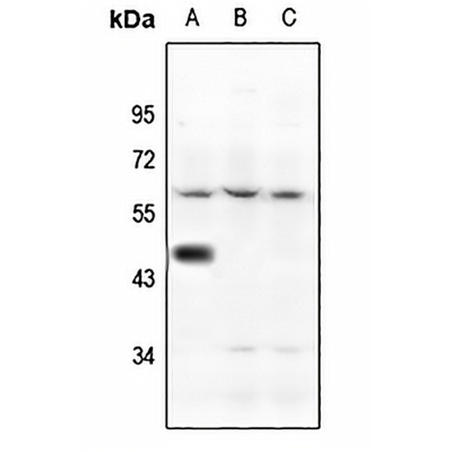 5-HT1A Rabbit Polyclonal Antibody