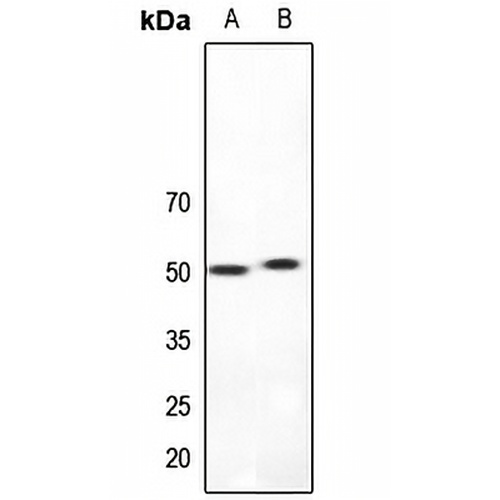 5-HT2A Rabbit Polyclonal Antibody