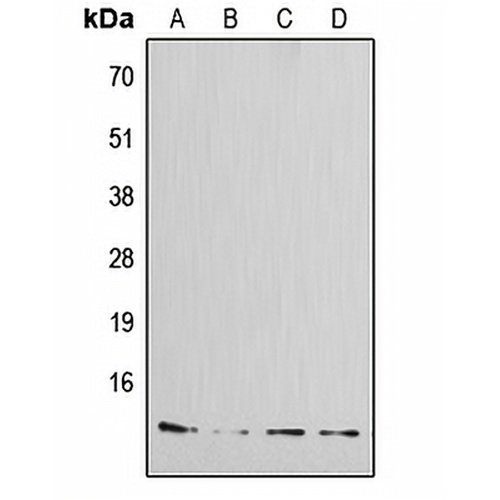 Amylin Rabbit Polyclonal Antibody
