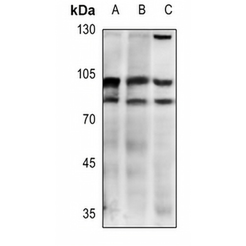CD54 Rabbit Polyclonal Antibody