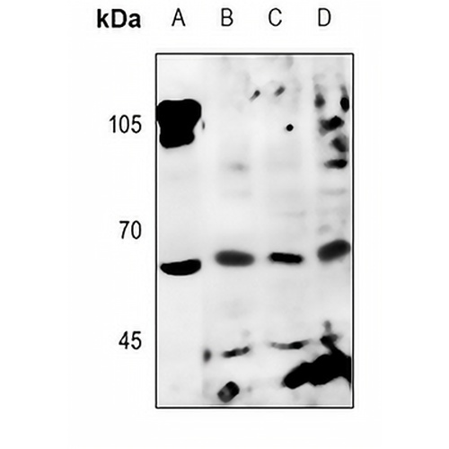 Factor I Rabbit Polyclonal Antibody