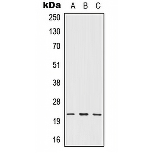 IFN omega Rabbit Polyclonal Antibody