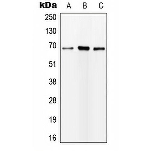 ALS Rabbit Polyclonal Antibody