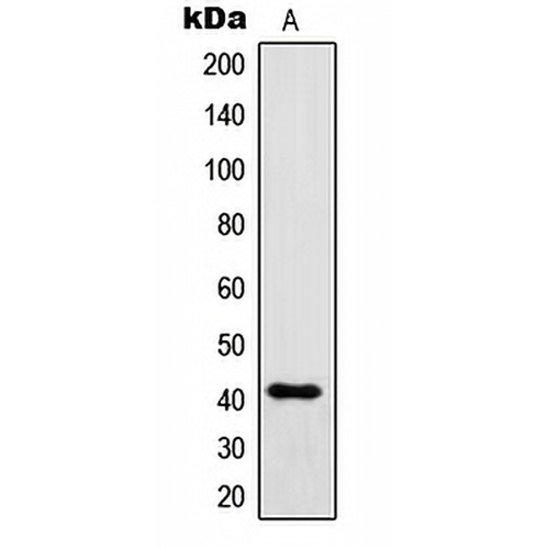 IgG1 Rabbit Polyclonal Antibody