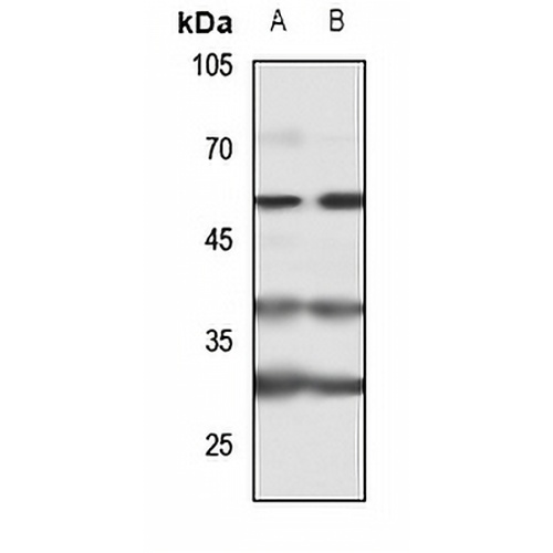 Cytokine IK Rabbit Polyclonal Antibody