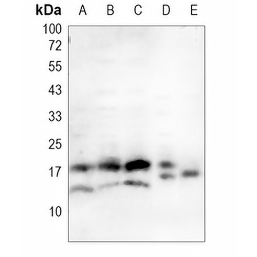 IL-4 Rabbit Polyclonal Antibody