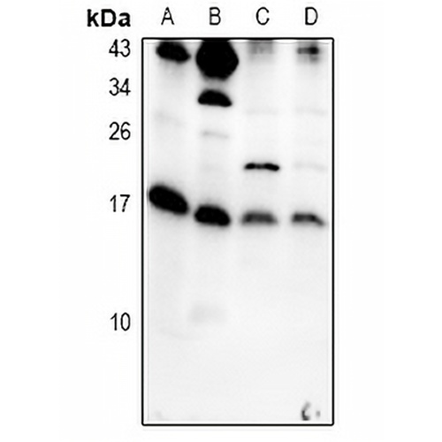 IL-5 Rabbit Polyclonal Antibody