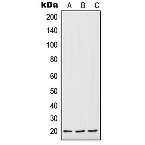 IL-7 Rabbit Polyclonal Antibody