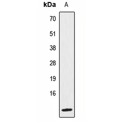 IL-8 Rabbit Polyclonal Antibody