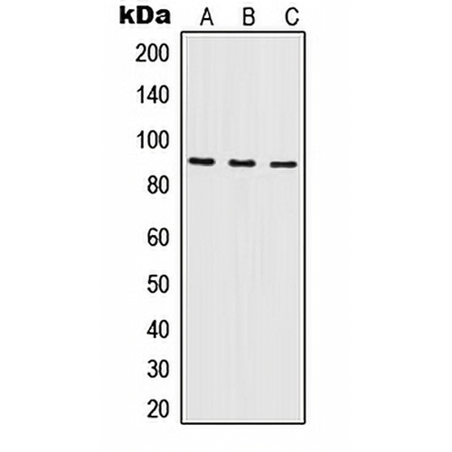 ILF3 Rabbit Polyclonal Antibody