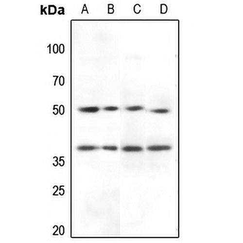 Inhibin beta A Rabbit Polyclonal Antibody