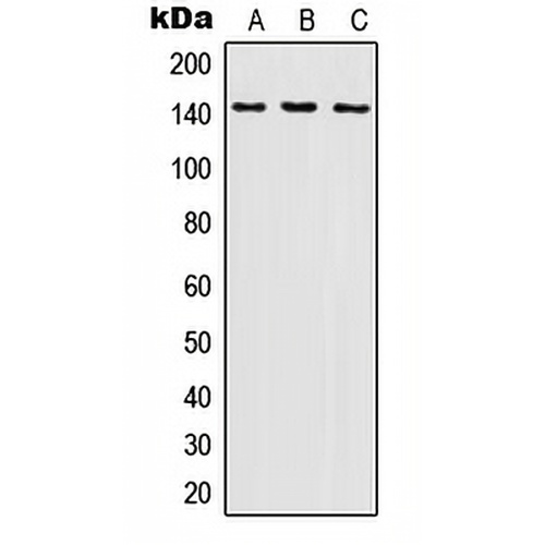 SHIP1 Rabbit Polyclonal Antibody