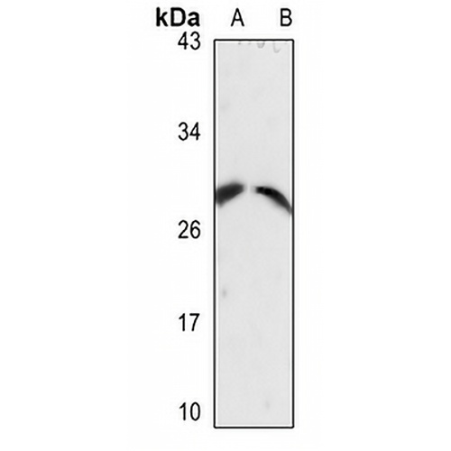 CD49f LC Rabbit Polyclonal Antibody