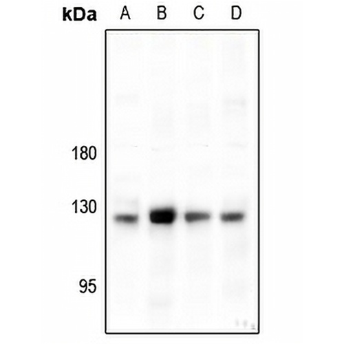 CD49c Rabbit Polyclonal Antibody