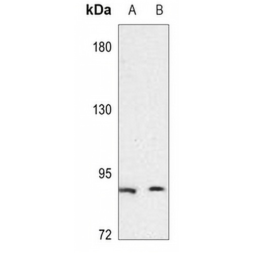 CD49e HC Rabbit Polyclonal Antibody