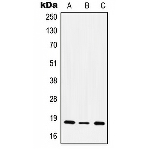 CD49e LC Rabbit Polyclonal Antibody