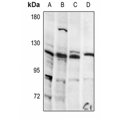 Integrin alpha 7 LC Rabbit Polyclonal Antibody