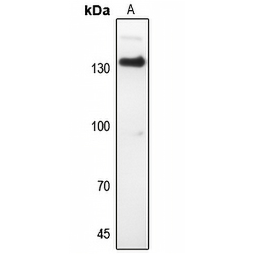 CD51 Rabbit Polyclonal Antibody