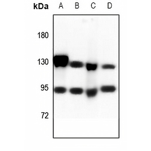 CD51 HC Rabbit Polyclonal Antibody