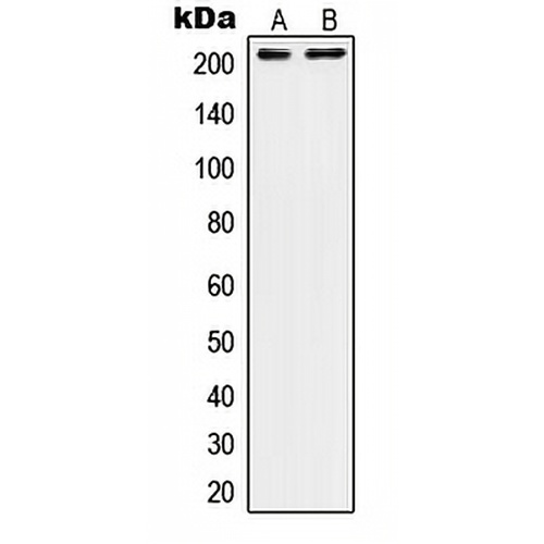 CD104 Rabbit Polyclonal Antibody