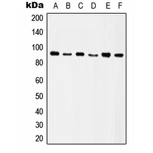Integrin beta 5 Rabbit Polyclonal Antibody