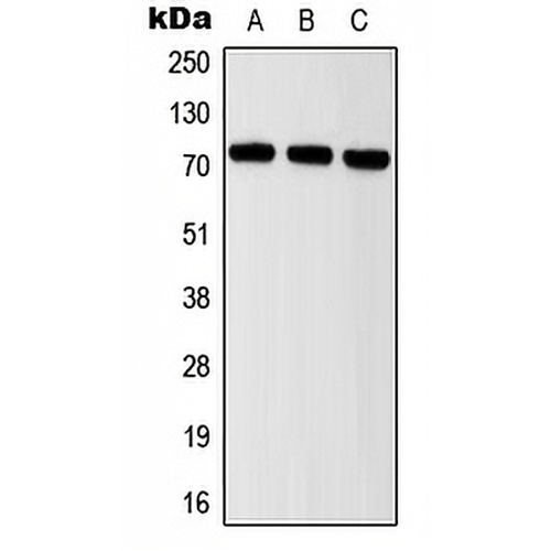 ITIH2 Rabbit Polyclonal Antibody