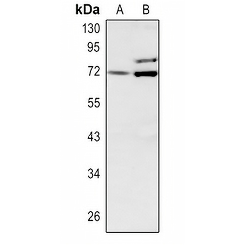Involucrin Rabbit Polyclonal Antibody
