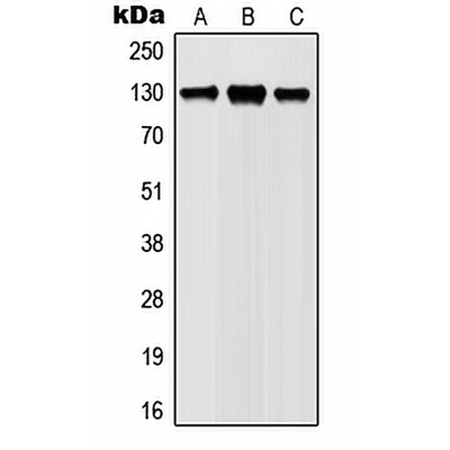 JAK1 (Phospho-Y1022) Rabbit Polyclonal Antibody