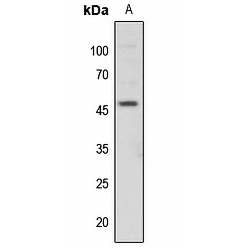 c-Jun (Phospho-T91) Rabbit Polyclonal Antibody