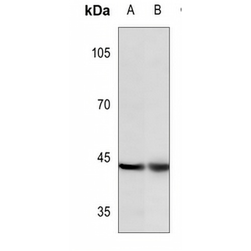 c-Jun (Phospho-Y170) Rabbit Polyclonal Antibody