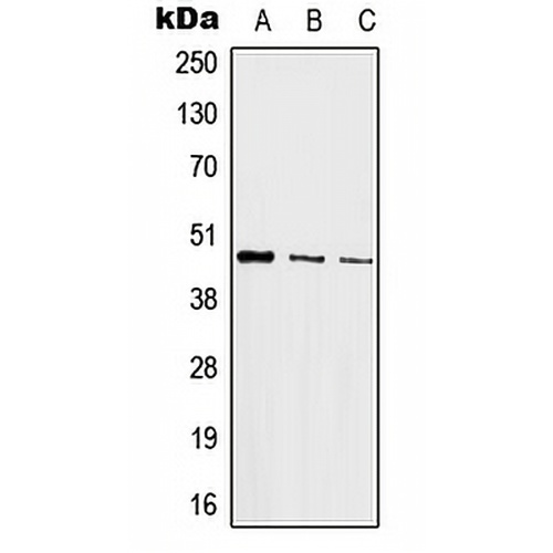 c-Jun Rabbit Polyclonal Antibody