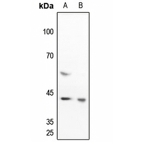 c-Jun Rabbit Polyclonal Antibody