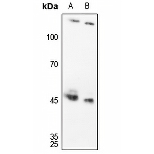 c-Jun Rabbit Polyclonal Antibody
