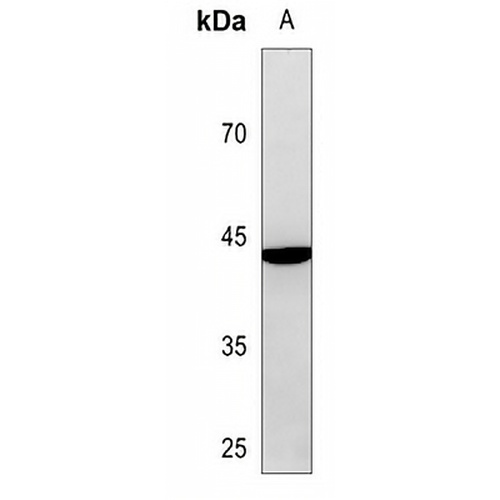 c-Jun Rabbit Polyclonal Antibody